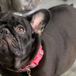 Nova - French Bulldog