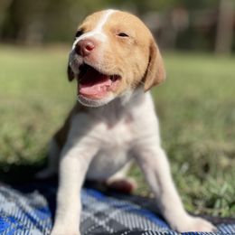 Boy 4 - American Foxhound puppy in Waxhaw, North Carolina from Setting Sun Kennel