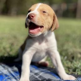 Boy 4 - American Foxhound puppy in Waxhaw, North Carolina from Setting Sun Kennel