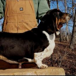 Matilda - Basset Hound