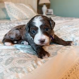 Alta - Blue merle female Bernedoodle puppy in Weston, Idaho from Berne n Doodles