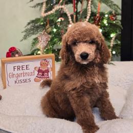 Grizz - Red  male Poodle puppy in Statesboro, Georgia from Briar Creek Kennels
