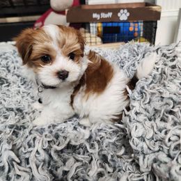 Flynn Rider - Red male Havanese puppy in Alabama from Havanese Cuban Cuties