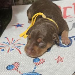 Daisy - Chocolate and rust female Miniature Pinscher puppy in Baton Rouge, Louisiana from Pike's Pups