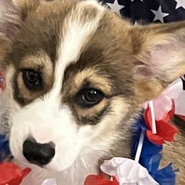 Pembroke Welsh Corgis from Becky's Pembroke Welsh Corgis