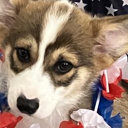 Pembroke Welsh Corgis from Becky's Pembroke Welsh Corgis
