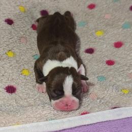 Iyo Sky - Red female Boston Terrier puppy in Millers Creek, North Carolina from Tumbling Shoals Hilltop Bostons