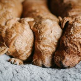 Goldendoodle Puppies from Thompson's Doodle Co.