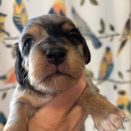 John - Black and tan male Dachshund puppy in Meridian, Idaho from Schön Duchshund