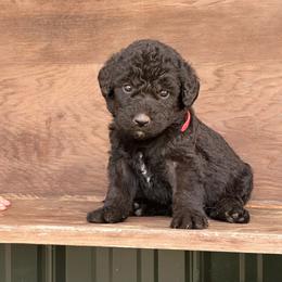 Nitro - Black male Labradoodle puppy in Batesville, Arkansas from Morris Farmyard