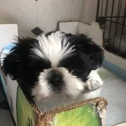 Shih Tzu Puppies from Schiermeister Hof Kennels