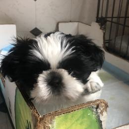Shih Tzu Puppies from Schiermeister Hof Kennels