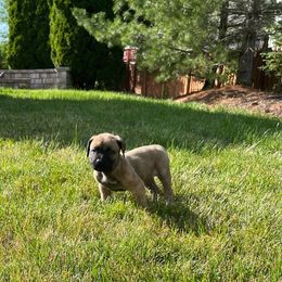 Boerboel Puppies from Grace and H.B. Kennel