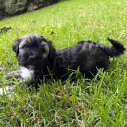 Latte - Black and tan brindle female Havanese puppy in Brisbane, California from Natalie’s Havanese