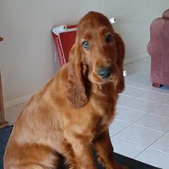 Irish Setters from MJ's Small Town Irish Setters