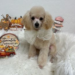 Bona - Cream female Poodle puppy in Chandler, Arizona from Fabi Poodle