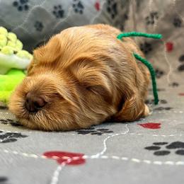 Scooby - Gold male Australian Cobberdog puppy in Sarasota, Florida from Labe's Australian Cobberdogs