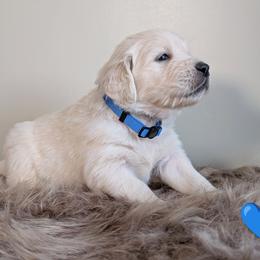 Boy 2 - male Golden Retriever puppy in Rotterdam, New York from Sweetwater Goldens