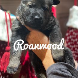 German Shepherd Puppies from Roanwood German Shepherds