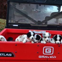 Australian Shepherds and Golden Retrievers from Edge Farm LLC