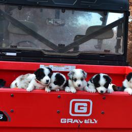Australian Shepherds and Golden Retrievers from Edge Farm LLC