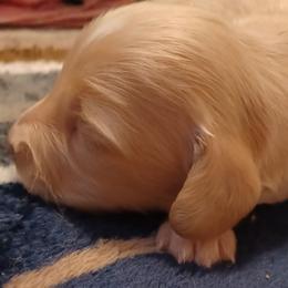Frost - Cream male Dachshund puppy in Frankfort, Kentucky from Gigi's Dachshunds