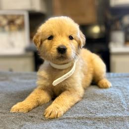 Lily (White) - Golden female Golden Retriever puppy in Lodi, California from R3 Sport Dogs (R3 Goldens/ R3 Border Collies)