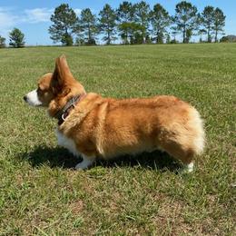 Pembroke Welsh Corgis from GMG CORGIS