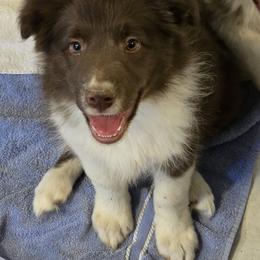 Palpatine - Red male Border Collie puppy in Avondale, Colorado from JiJin Kennels, LLC