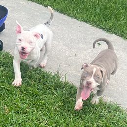American Bully Puppies from King Bane's Bullies