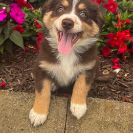 Joan - Red & white female Australian Shepherd puppy in Jonesborough, Tennessee from 5AFarms