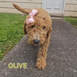 Olive - Cream female Goldendoodle puppy in Knoxville, Tennessee from Kokoh Doodles