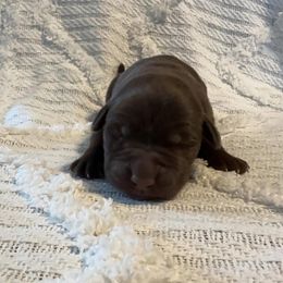 Jefferson - Chocolate male Labrador Retriever puppy in Lucasville, Ohio from Backwoods Labradors