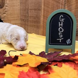 Ghost - Cream and white male Aussiedoodle puppy in Lavonia, Georgia from H & A Kennels