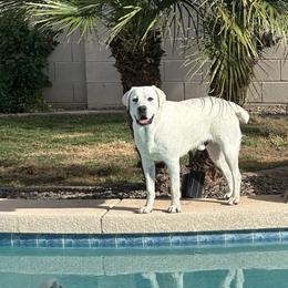 Rocky - Labrador Retriever