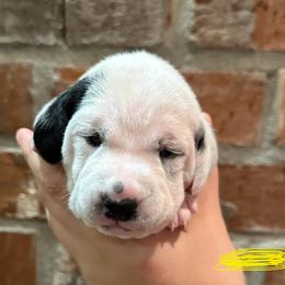 Dalmatian Puppies from Cowart’s Dalmatians