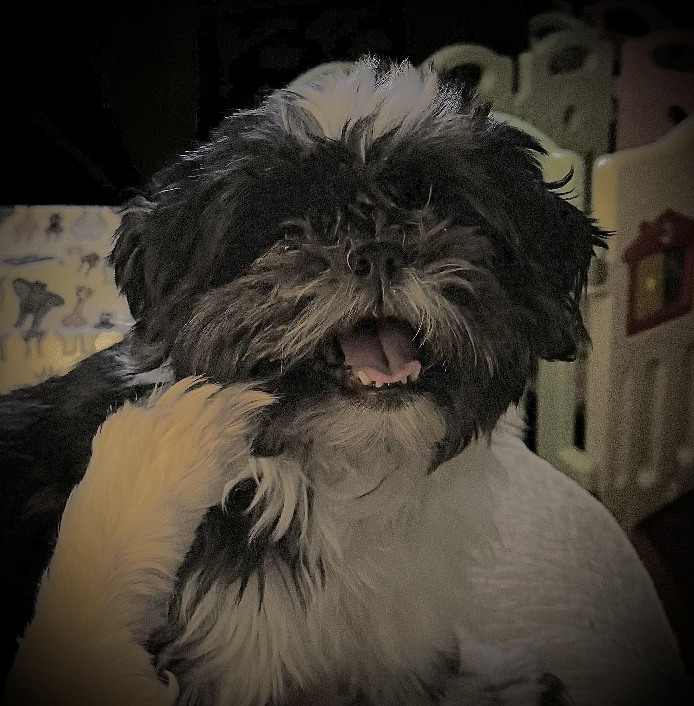 Molly