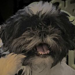 Molly - Shih Tzu