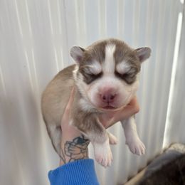 Red - Red and white male Siberian Husky puppy in Jonesborough, Tennessee from Dry Creek Siberians