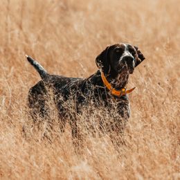 Vega - German Shorthaired Pointer