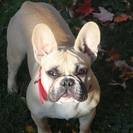 Ruth - French Bulldog