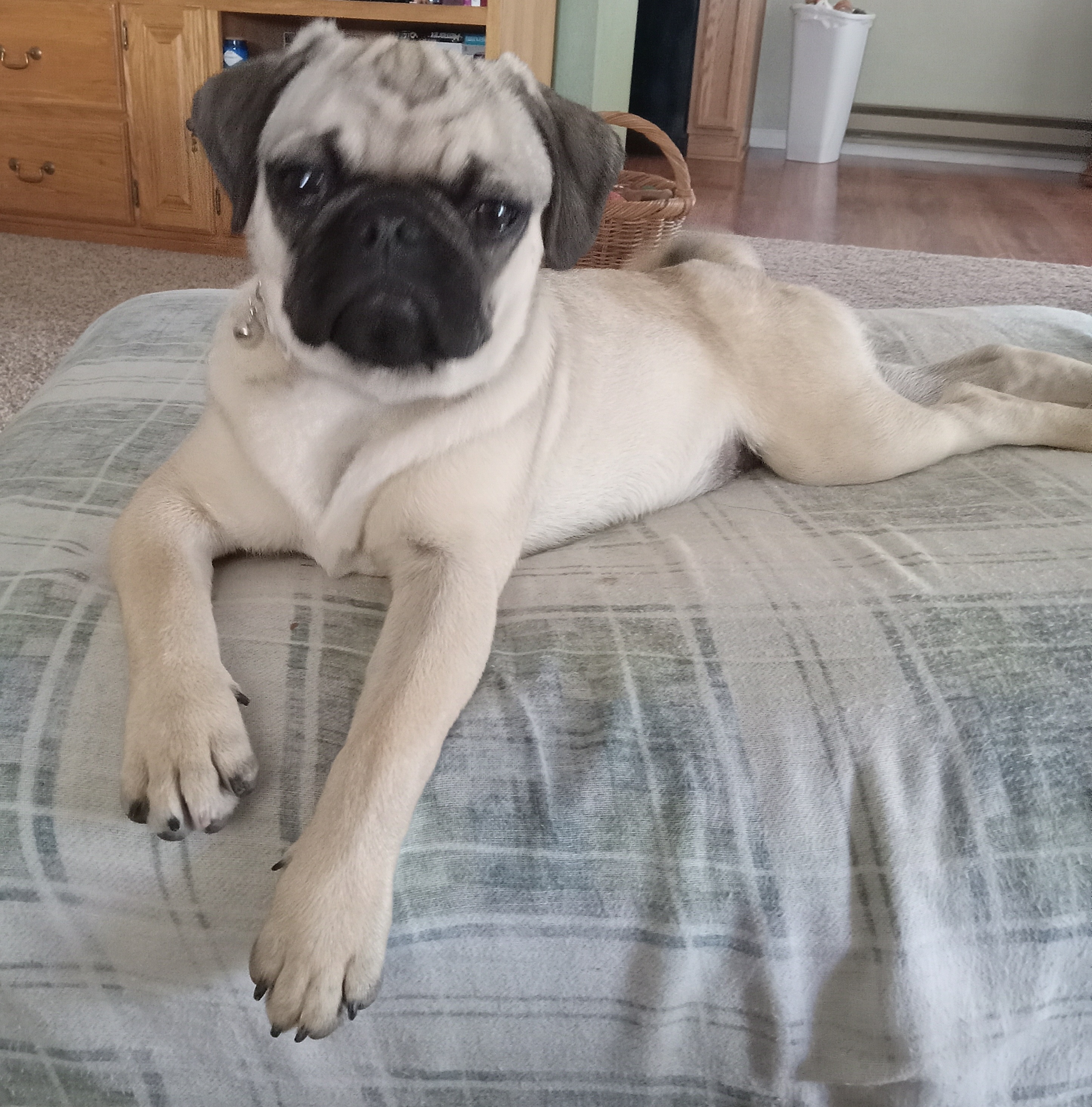 Pug Puppies from Agape Pugs