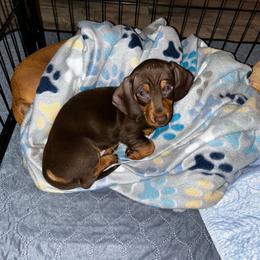 Lee Lee Sugar Baby - Chocolate and tan female Dachshund puppy in Blackstone, Virginia from Cheyenne's Dachshunds