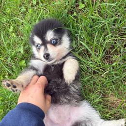 Smoki - Black and white female Pomsky puppy in Valparaiso, Indiana from Valparaiso Pomskys