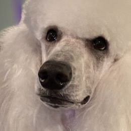 Poodles from Shore Pine Poodles