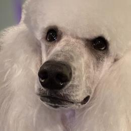Poodles from Shore Pine Poodles