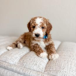Happy - Blue Collar - Cream male Goldendoodle puppy in Billings, Montana from Montana Raised Doodles