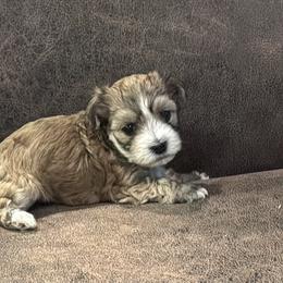 Austin - Chocolate brindle male Havanese puppy in Double Oak, Texas from Have A Havanese Puppy