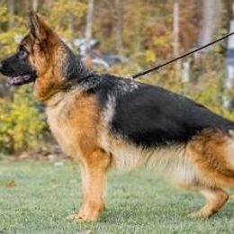Farina - German Shepherd