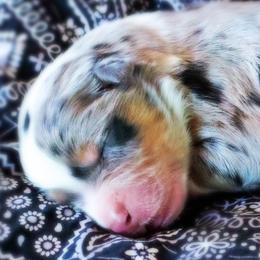 Nutter Butter - Blue merle male Australian Shepherd puppy in Paola, Kansas from Tiz Ranch